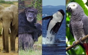 The Non Human Rights Project