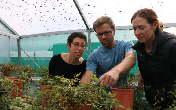 Three people inspect plants sprouting out of plastic pots in a shade house.