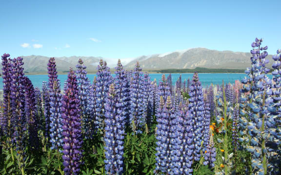 Lupins at Lake Tekapo