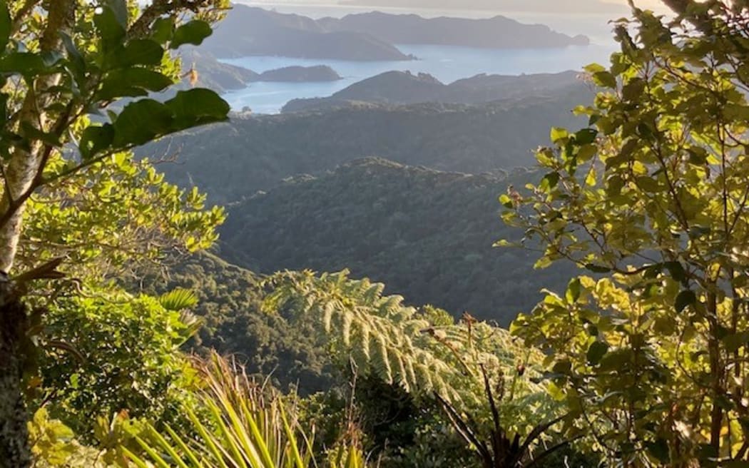 A scenic view from high up in a remote area of bush on Aotea Great Barrier Island.