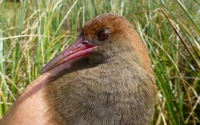 Auckland Island Rail