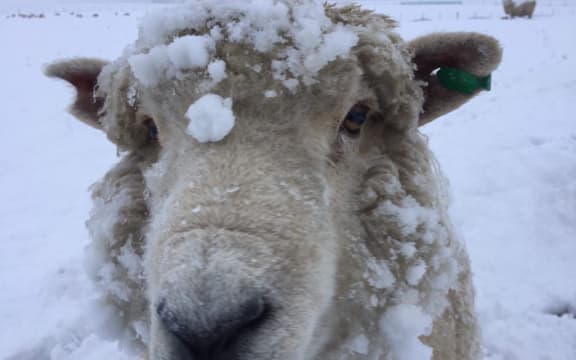 Spring snow in Fairfield, Southland