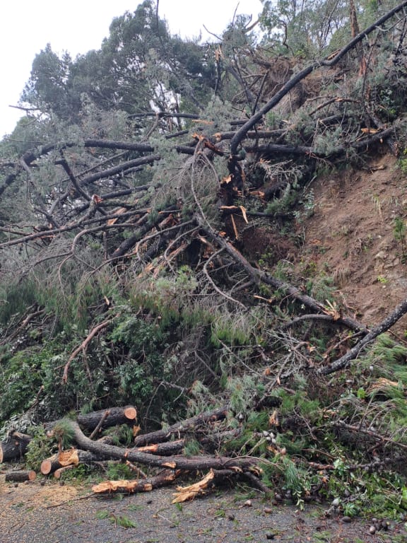 A slip and vegetation blocked State Highway 25 at Ruamahunga after a large pine tree fell down the bank onto the Thames Coast Road overnight on 10 June, 2024.