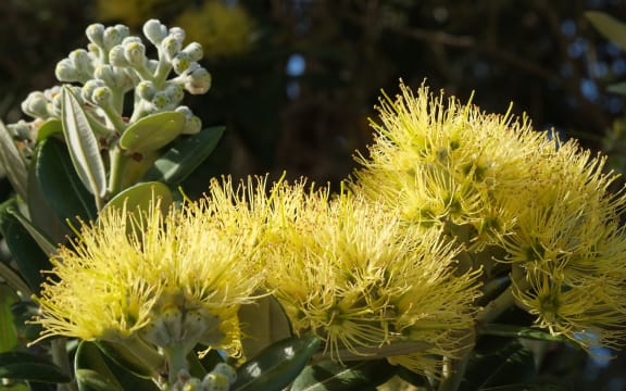 Pōhutukawa (Metrosideros excelsa), in flower, Manukau City, New Zealand. This is the variety "Aurea", a yellow-flowering cultivar of M. excelsa, a variant that occurs naturally on Mōtiti Island, Bay of Plenty, New Zealand