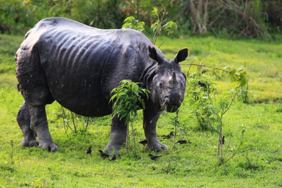 The Rare One-Horned Rhinocerous, Kaziranga, India eating some shoots from the grounds