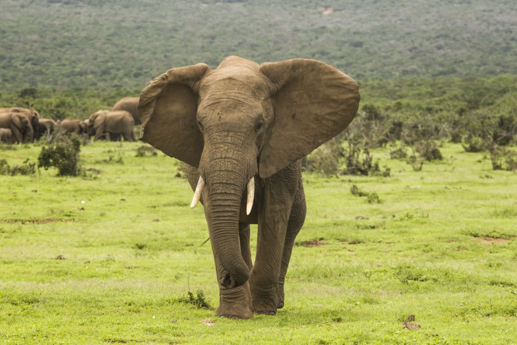 large african elephant walking towards the camera in an aggressive manner
