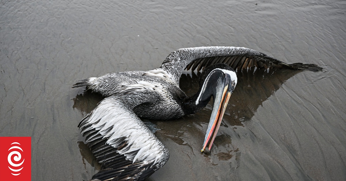 The mutant bird flu lurking on our borders - Vimarsana News