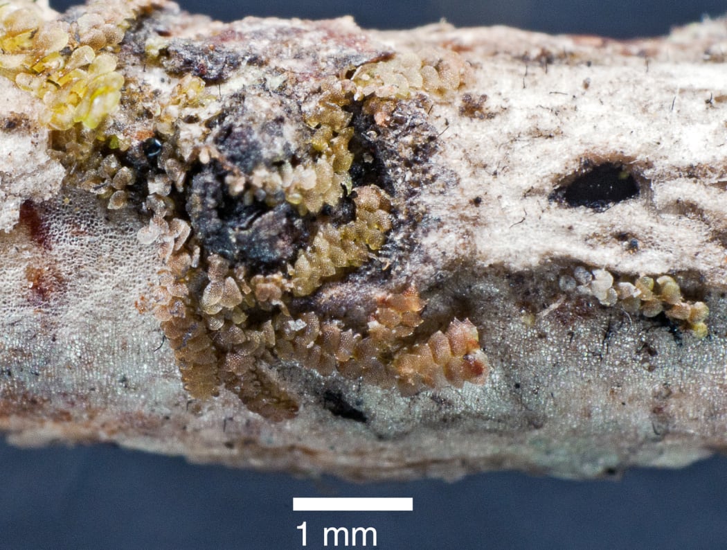 The spirit liverwort, Frullania wairua