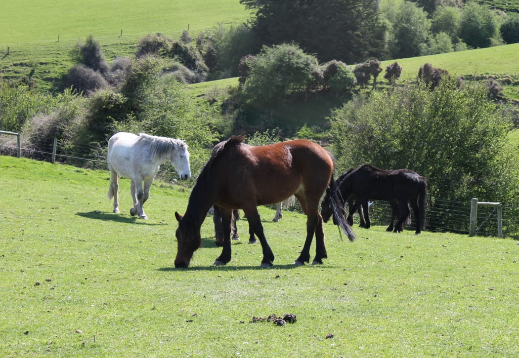 Horses grazing in South Otago