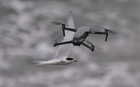 Drones photographed flying among flocks of white-fronted terns.