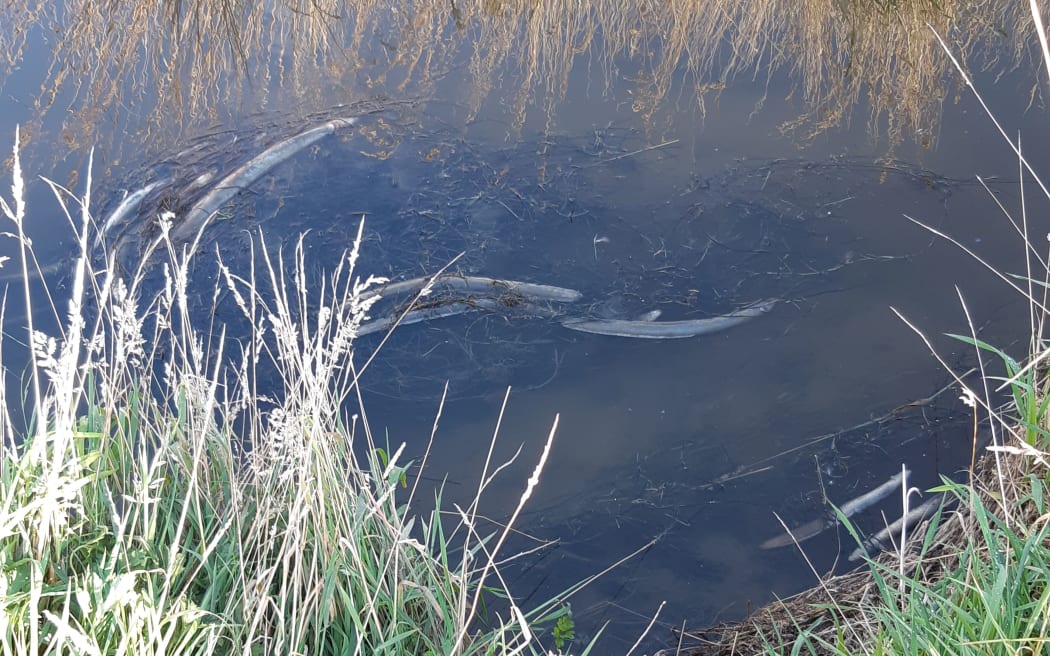 Several thousand dead eels have been found in a stream near Mataura, in Southland.
