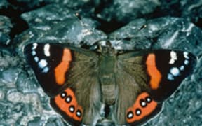 red admiral