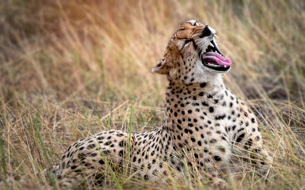 A cheetah in the Serengeti