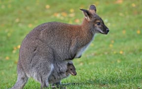 Red-necked Wallaby (Macropus rufogriseus)
