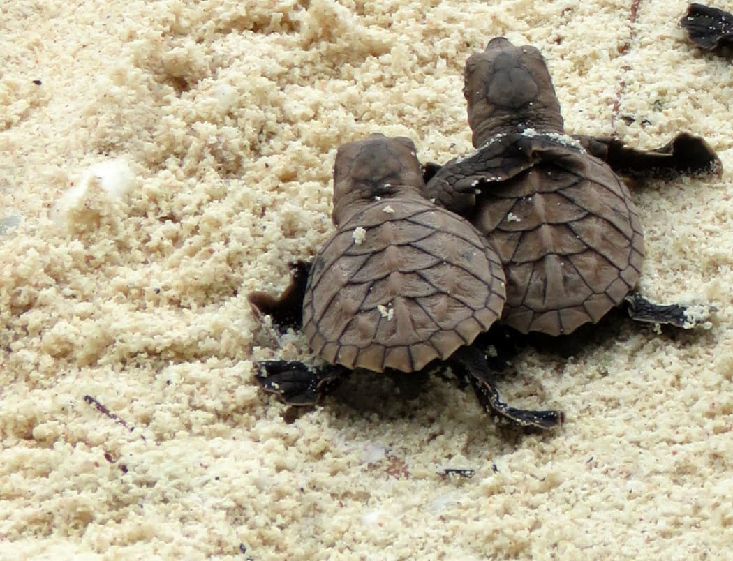 Baby hawksbill sea turtles crawling to the sea after hatching in the Arnavon Islands.