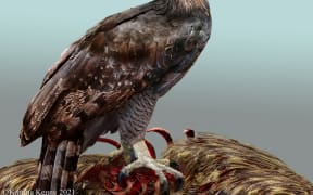 Artist’s impression of Haast’s Eagle.