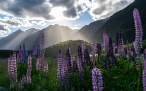 Lupins at Milford Sound