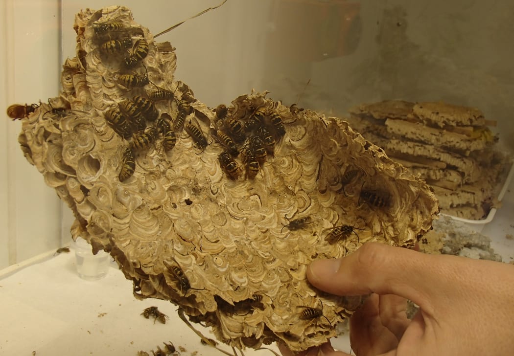 Common wasp nest