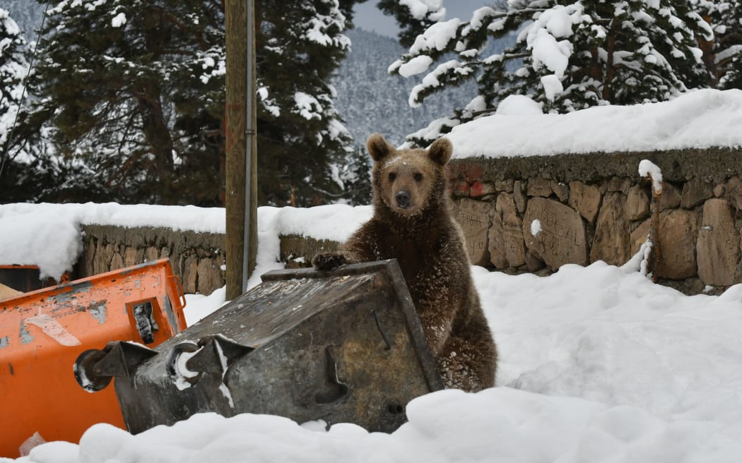 A baby grizzly bear searches for food around a trash container in Inonu neighbourhood in Turkey on December 15, 2018.