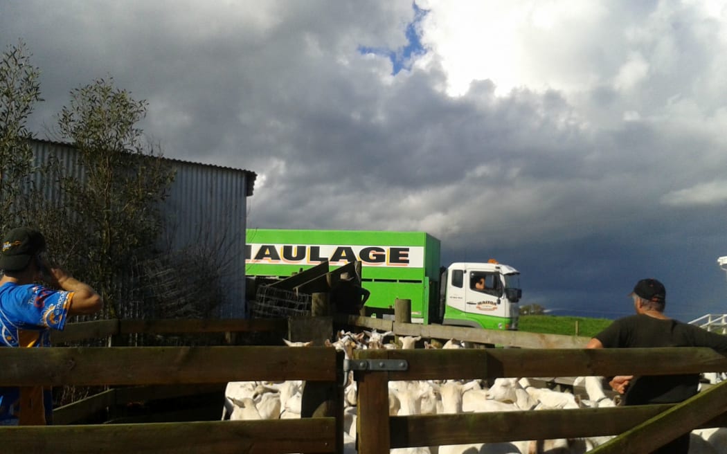 Stuart Clarke's goat herd ready for loading.