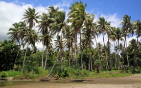 Coconuts on the seaside in Vanuatu.