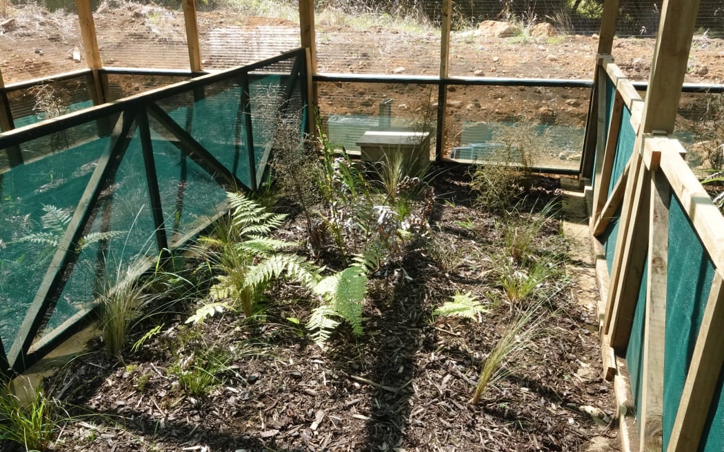 The newly built hospital has nine pens, each with a nesting box and native vegetation.