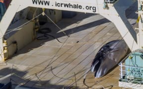 Protected Antarctic minke whale on the deck of the factory whaling ship, Nisshin Maru.