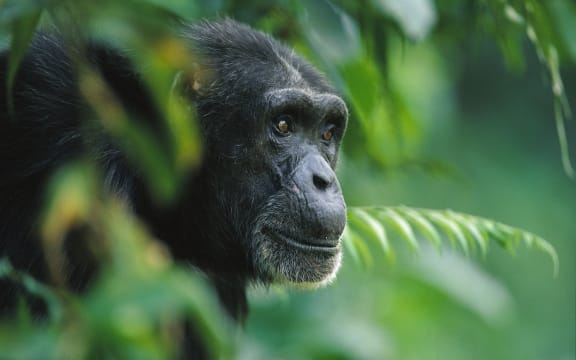 chimpanzee in the trees in Guinea