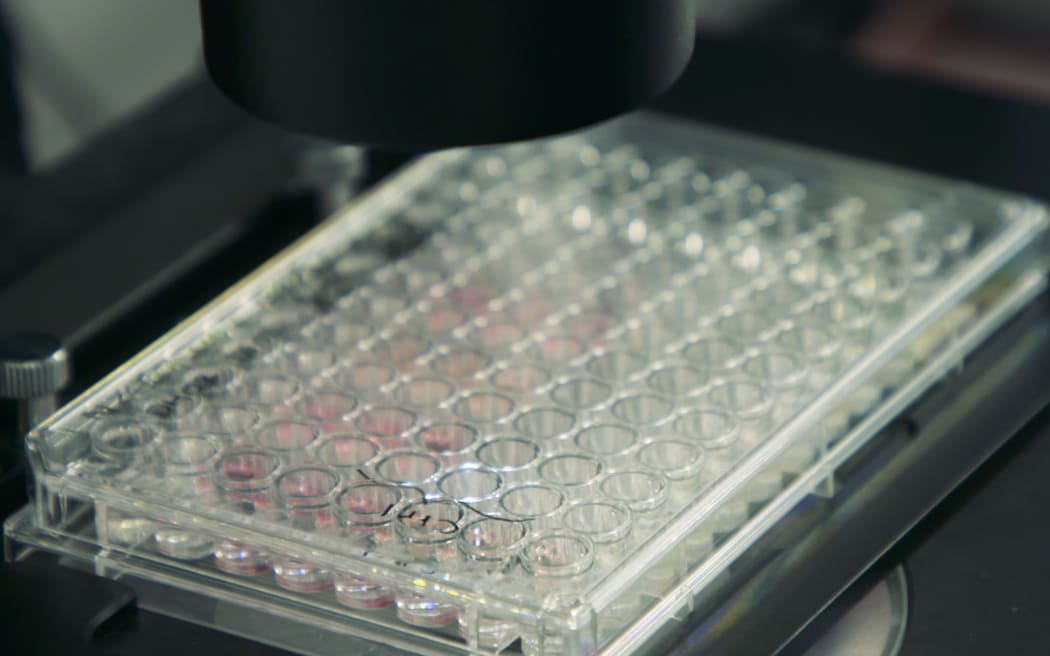 Laboratory work at Opo Bio.