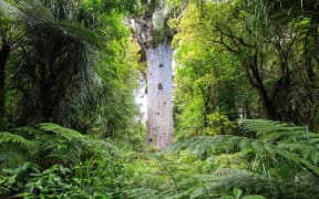 Tane Mahuta
