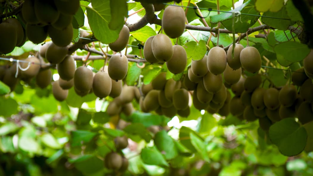 Kiwifruit Te Puke