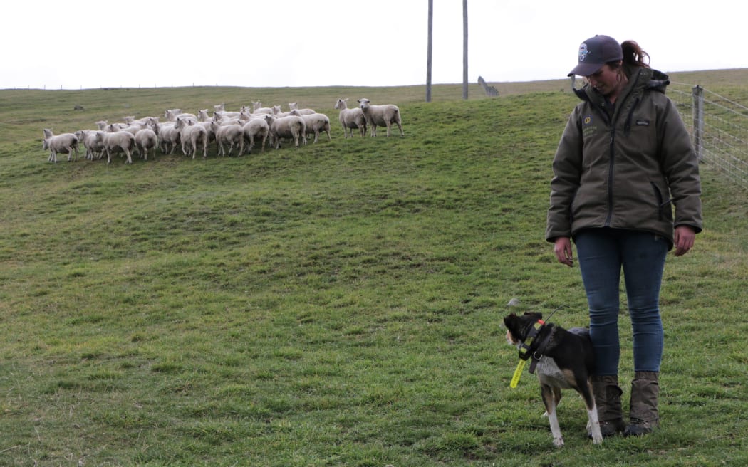 sheep dogs in ute