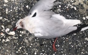 Stray cats have been killing up to 10 threatened red-billed gulls a night near nesting sites on the Kaikōura Peninsula, a wildlife rehabilitator says.