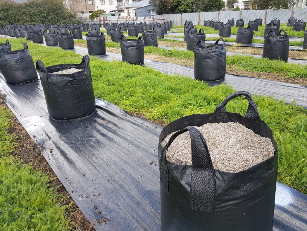 One of Stevie Noe’s research projects involves planting mānuka in bags of sand to precisely measure how nutrient levels affect nectar and pollen production.