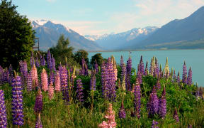 Ohau Lodge lupin field, New Zealand