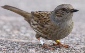 Small brown bird