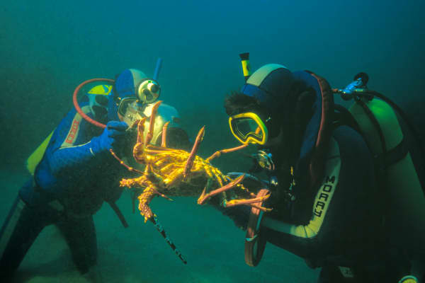 Filming Alison MacDonald measuring and tagging adult crayfish, 1986.