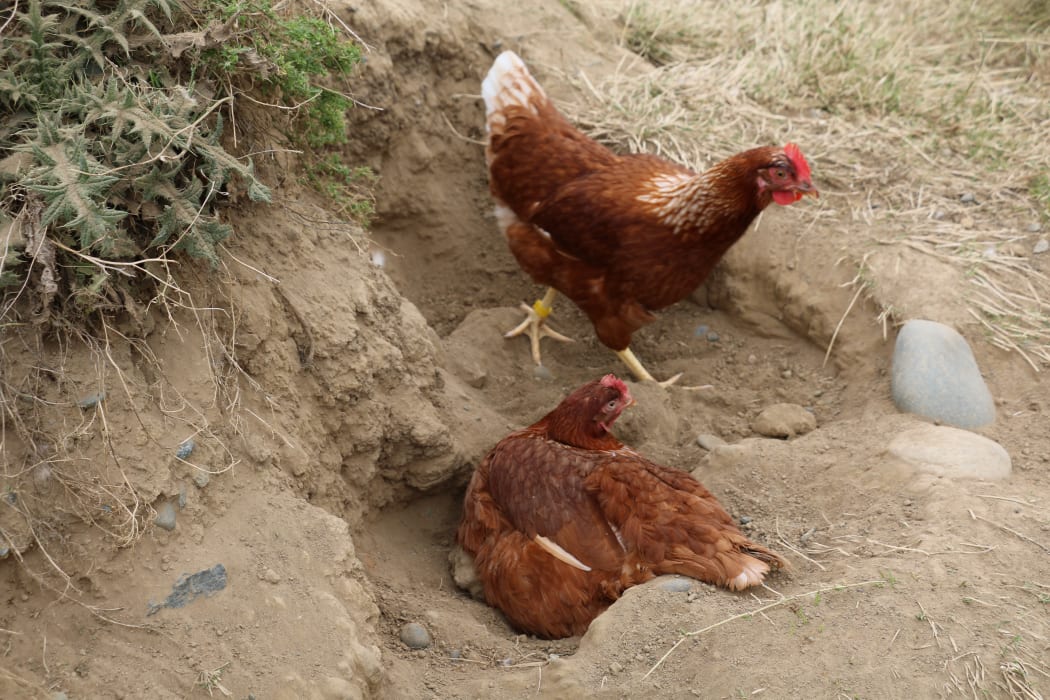 Te Waewae egg farm