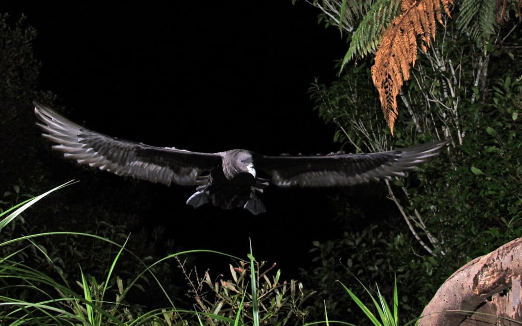 A Westland petrel coming in to land, with its wings fully extended.