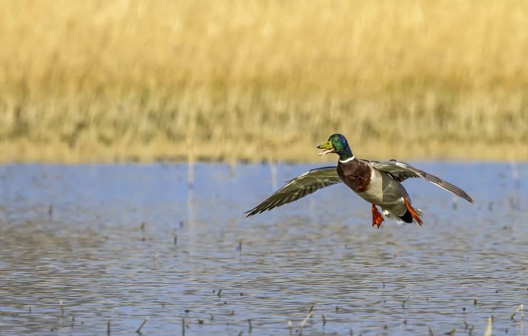mallard duck