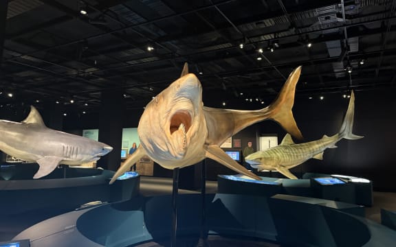 The Helicoprion, nicknamed the Buzzshaw shark, has been extinct for 270 million years