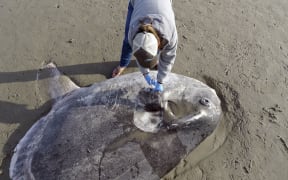 Jessica Nielsen, a conservation specialist, examines a beached hoodwinker sunfish at at Coal Oil Point Reserve in Santa Barbara, California.