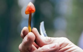Foraging for mushrooms in the wild