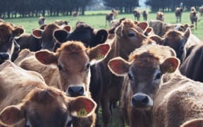 Dairy Heifers