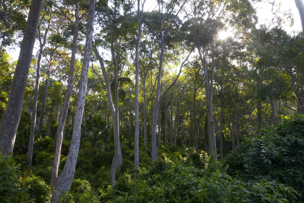 Eucalyptus trees in New South Wales Australia.