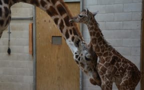 Giraffes give birth standing up, with their calves dropping to the ground from a height of about six feet.