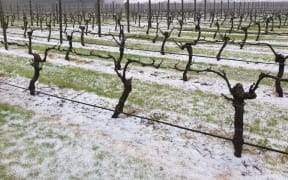 Chris Howell's vineyard had heavy hail lying beneath them, but those that are still yet to grow leaves were unharmed.
