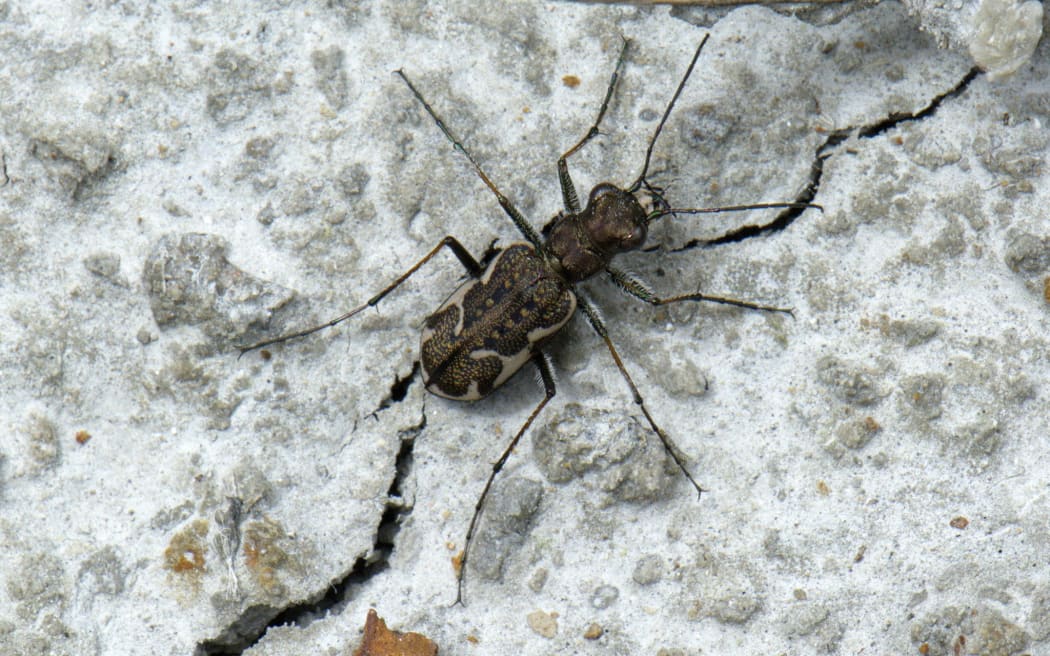 Common Tiger Beetle