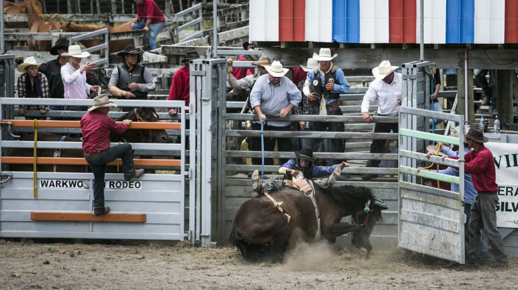 A horse goes down at the Warkworth Rodeo.