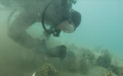 The underwater pilot study of the mussels